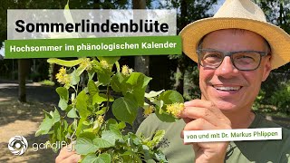 Sommerlindenblüte  Hochsommer im phänologischen Kalender Heimische Pflanzen gardify Tipps [upl. by Derrik151]