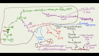 the Fructose debate with Lustig Perlmutter Knobbe Durian Rider Johnson [upl. by Ettessil]