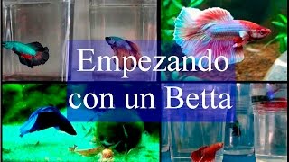 Acuario Empezando con un betta [upl. by Quintessa]