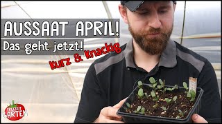 Aussaat April  Das kannst du jetzt aussäen  Kurz amp Knackig  Freizeit Garten [upl. by Porche]