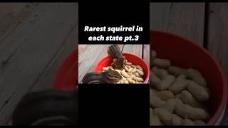 rarest squirrel in each state youtubeshorts viralvideo 😳 [upl. by Yarahs257]