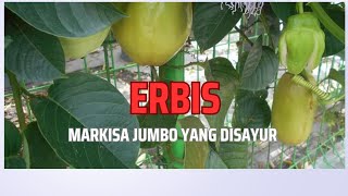 Erbis Buah Markisa yang Dijadikan Sayur [upl. by Lyall156]