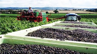 Awesome Black Fruit Cultivation  Blackcurrant Farming and Harvest  Blackcurrant processing [upl. by Nylirek853]