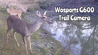 Wosports G600 Trail Cam Oct 1424 2023 [upl. by Boser]