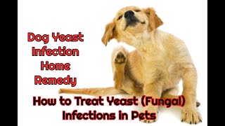 dog yeast infection home remedy  how to treat yeast fungal infections in pets [upl. by Sherilyn381]