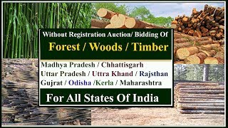 Timber Tender Auction Without Any Registration लकड़ी के टेंडर [upl. by Nomaid374]