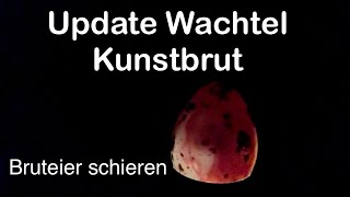 Update Kunstbrut  Wachtel ausbrüten  Bruteier schieren  Brüten mit Brutautomaten  Wachtelhaltung [upl. by Anaizit]