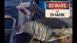 Large Mako Shark Bitten In Half By Larger Shark In Australia [upl. by Akimet]