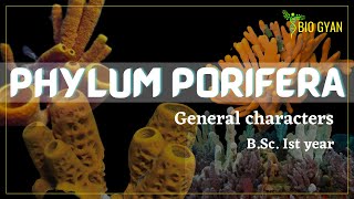 Phylum Porifera  General Characteristics  Zoology [upl. by Adneral]