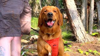 Red Golden Retriever Puppy🐶 Puppy’s adventures🐓 Summer Trip Part3 [upl. by Nabala]