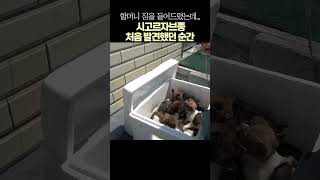 시고르자브종 처음 발견했던 순간 시고르자브종 유기견 입양 [upl. by Dnalel]