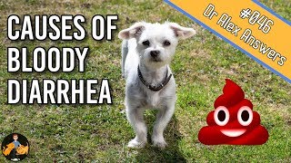 Why is there Blood in Your Dogs Stool  Dog Health Vet Advice [upl. by Ainitsirhc]