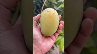 Mango harvesting 🥭♥️ fruit nature garden shorts mango [upl. by Enirehs]