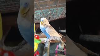 Clearwing budgie  budgie sounds love bird budgies shorts [upl. by Araid]