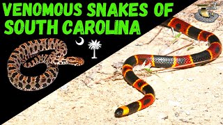 The Tiny Venomous Snakes of South Carolina [upl. by Erbes]