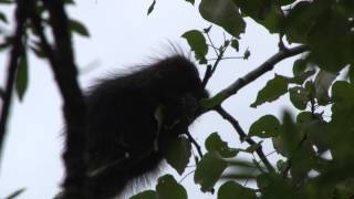 Mendenhall Glacier Explorer  Shore Excursion  NCL [upl. by Dnomyaw649]