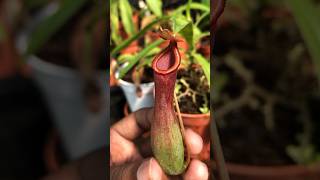 Nepenthes x ventrata enjoying the sun ✌️❤️ nepenthes carnivorousplants pitcherplant [upl. by Reichert]