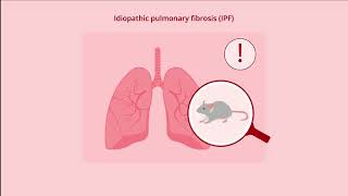 Human Lung Tissue Implanted on the Chick Chorioallantoic Membrane [upl. by Naahs]