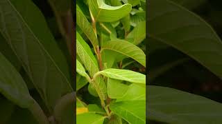 trending shortvideos reels viralshorts guava Psidium guajava shortvideos viralvideo video [upl. by Ajat]