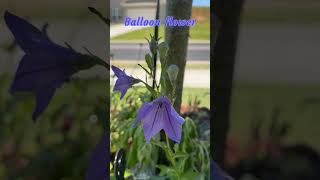 Ballon flowerPlatycodon grandiflorus  perennial plant zone 8a7b zone7b flowergardening [upl. by Karissa]