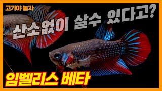 베타야 모여라 임벨리스 베타  서진열대어 고기야놀자 ovoviviparous fish IMBELLIS betta [upl. by Dyrraj]