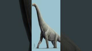 Braquiossauro vs Giraffatitan dinosaur shorts animals explore curiosidades [upl. by Nylle]