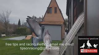 do you learn from top pigeons tips [upl. by Bethena857]