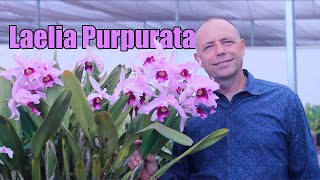 A verdadeira Púrpura a Laelia Purpurata [upl. by Aihsital999]