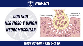 UNIÓN NEUROMUSCULAR CONTRACCIÓN MUSCULAR FISIOBITS [upl. by Ilrebmyk]