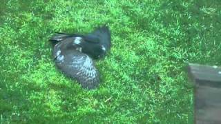 Sparrowhawk v Crow [upl. by Lightman]