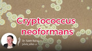 16 Cryptococcus neoformans [upl. by Riordan]