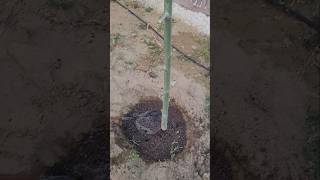 MORINGA OLEIFERA PLANT HAVE BEEN SUCCESSFULLY TRANSPLANTEDyoutubeshorts viral organicgrowing [upl. by Kennet]