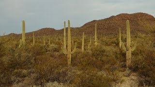 Saguaro National Park [upl. by Sewel]