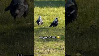 Magpies Sounds Saturday Chillin magpie birdsounds magpies walk [upl. by Basil]