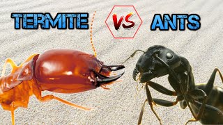 Ants vs soldier termite [upl. by Dugan]