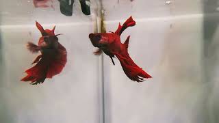 Betta Splendens red [upl. by Nywloc]