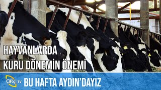 Hayvanlarda Kuru Dönemin Önemi  ÇİFTLİK KABUSLARI [upl. by Haeluj]