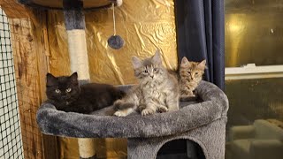 Cutest feral kittens we fostered this summer kitten fyp cat cute shortvideo shorts foryou [upl. by Arol]