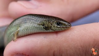 🦎 Eslizón tridáctilo ibérico Chalcides striatus ¿Serpiente o lagarto 🐍 [upl. by Seidnac]