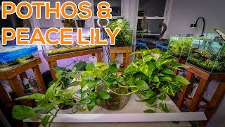 BEST HOUSE PLANTS FOR AQUARIUMS [upl. by Stronski]