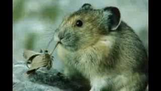 Cute Pika Eating a Leaf [upl. by Gennaro]