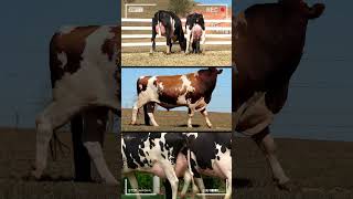 🔴 HOLSTEIN CATTLE Breed ✅ Dairy Cows Biggest Bulls And Cow bulls nelore holstein [upl. by Walley]