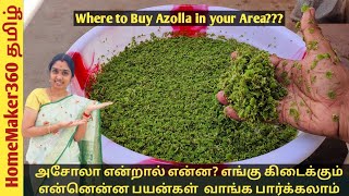 Where to Buy Azolla  How to Grow Azolla amp its Benefits அசோலா வளர்ப்பது எப்படி எங்கு கிடைக்கும் [upl. by Eirlav74]