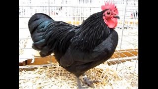 Australorp naine Exposition Avicole Blotzheim 2016 [upl. by Novets]