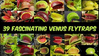 39 Fascinating Venus Flytrap VarietiesWith FactsCarnivorous [upl. by Nagirrek]