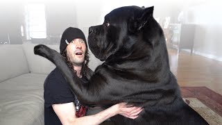 10 Questions for a Cane Corso Owner [upl. by Id984]