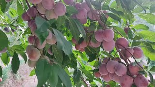 Best variety of Plum l Juicy amp Tasty Variety of Plum l plum fruit stonefruit vngardener l [upl. by Neneek]