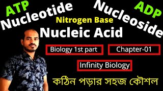 Nucleosides Nucleotides Nucleic Acid Nitrogen Base  DNA RNA বাংলায়।। [upl. by Adnohsek318]