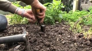 How to plant a seedling [upl. by Cathrine]