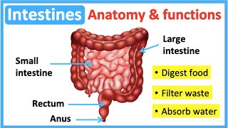 Intestine anatomy amp function🤔  Easy learning video [upl. by Ahsekel824]